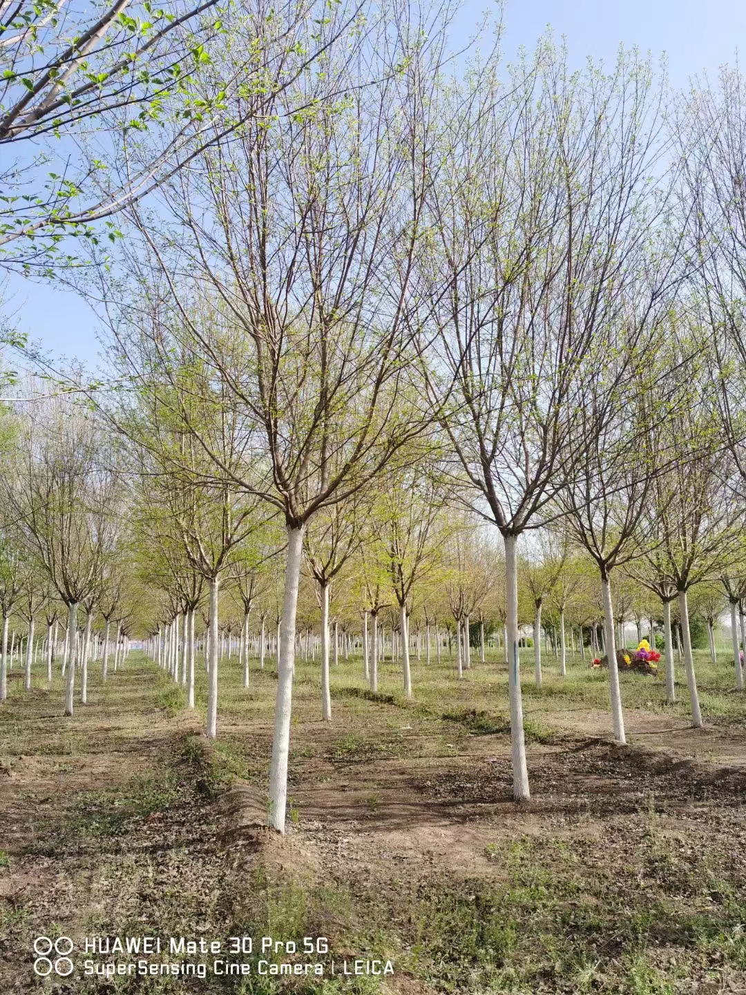 山东淄博毛梾树基地 毛梾繁育基地