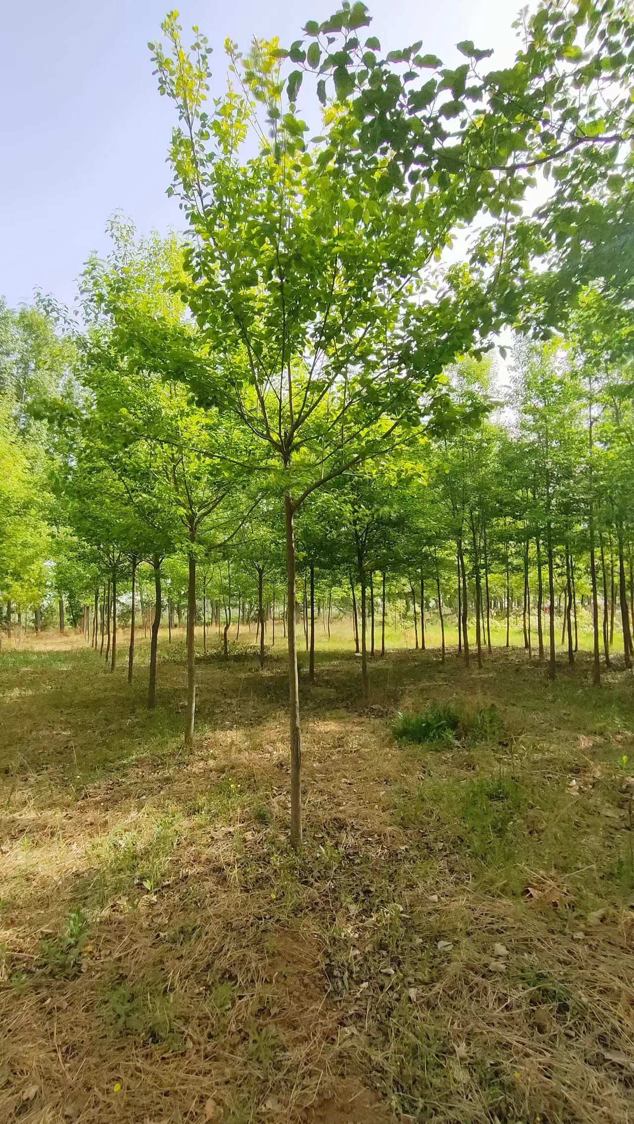 山东聊城毛梾树基地 毛梾树生产基地