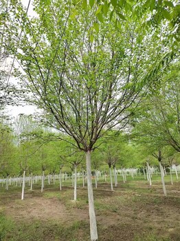 山东青岛车梁木基地批发车梁木树培育基地