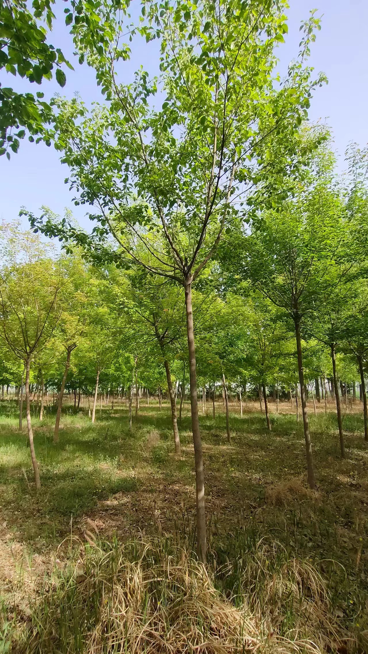 山东淄博车梁木基地 车梁木批发基地