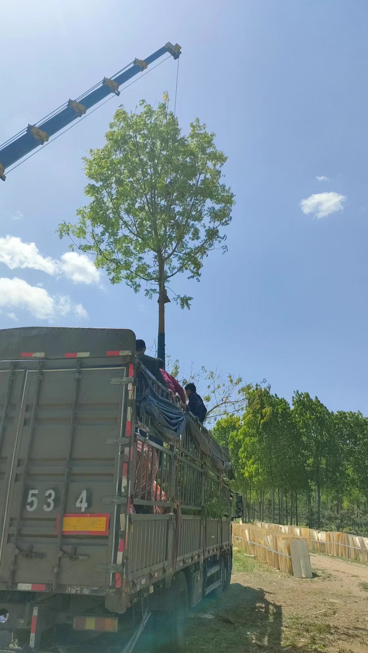 山东枣庄黄连木生产基地