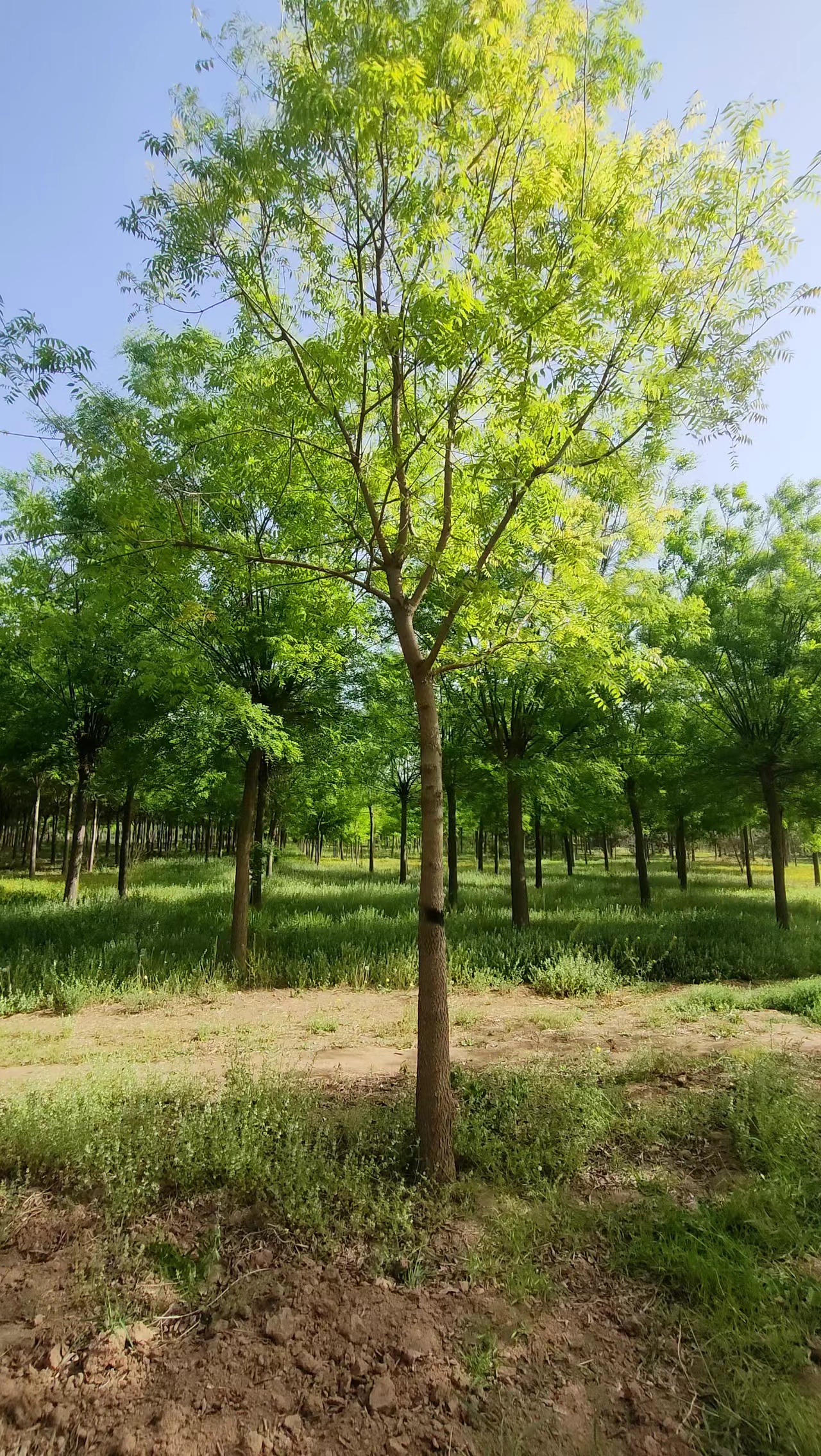 山东滨州沾化区黄连木培育基地