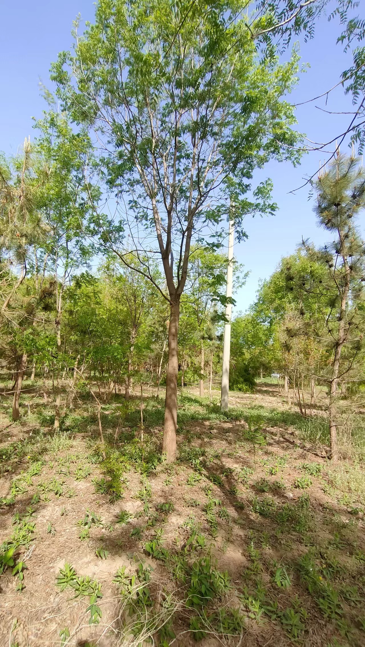 山东岚山区黄连木苗圃基地