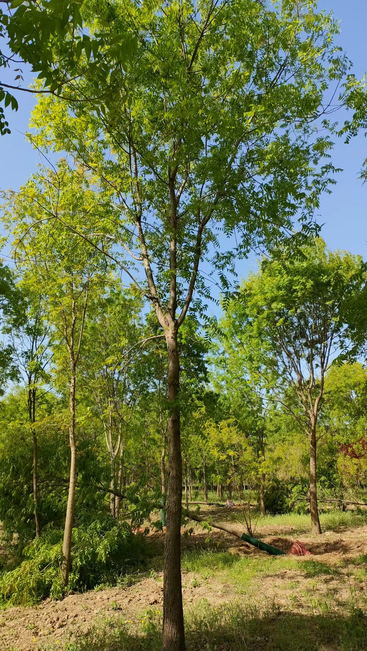 山东兰山区黄连木苗木基地