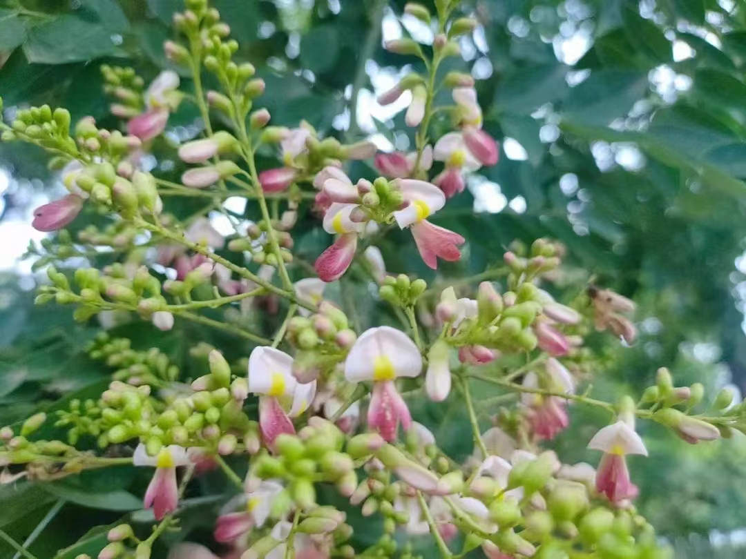 聊城聊红槐树基地_聊红槐种植基地