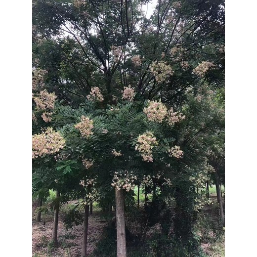 天津聊红槐基地_聊红槐育苗基地