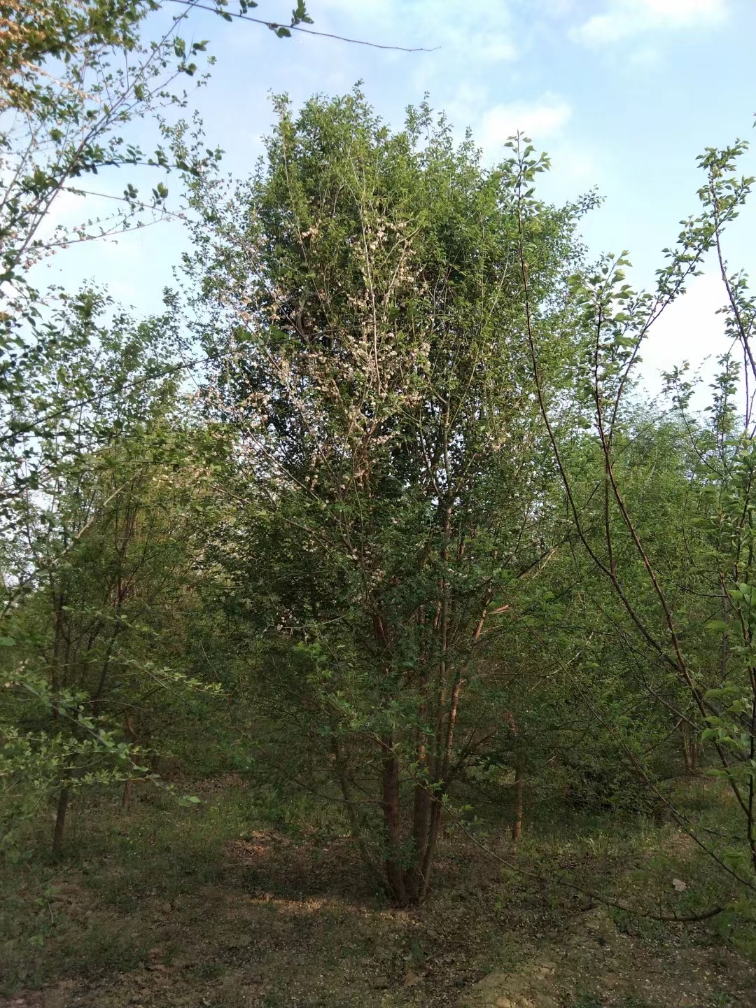 新疆铁门关丛生榆树种植基地
