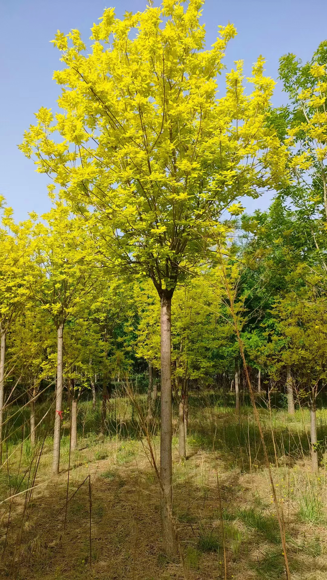 青海玉树丛生金叶白蜡苗圃基地
