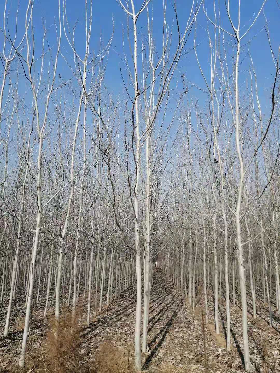 淄博毛白杨种植基地