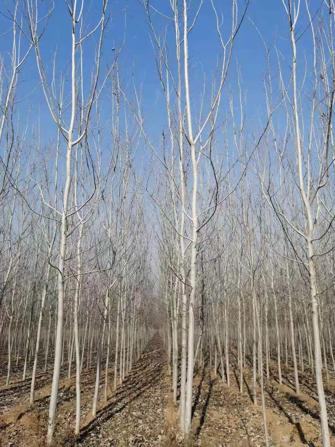 淄博毛白杨种植基地