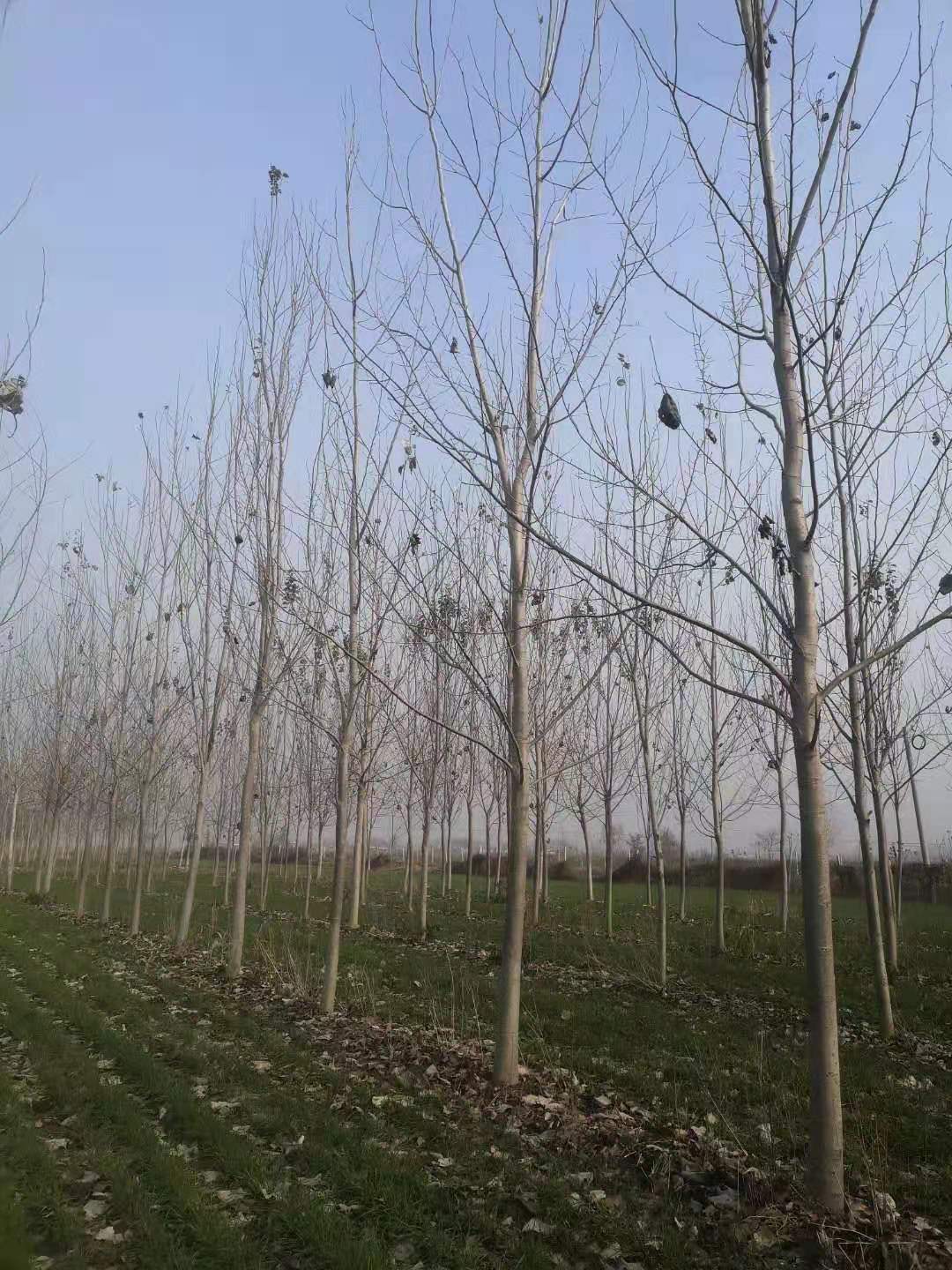 河北张家口毛白杨育苗基地