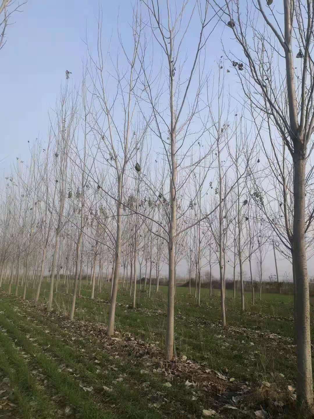 河南郑州毛白杨育苗基地