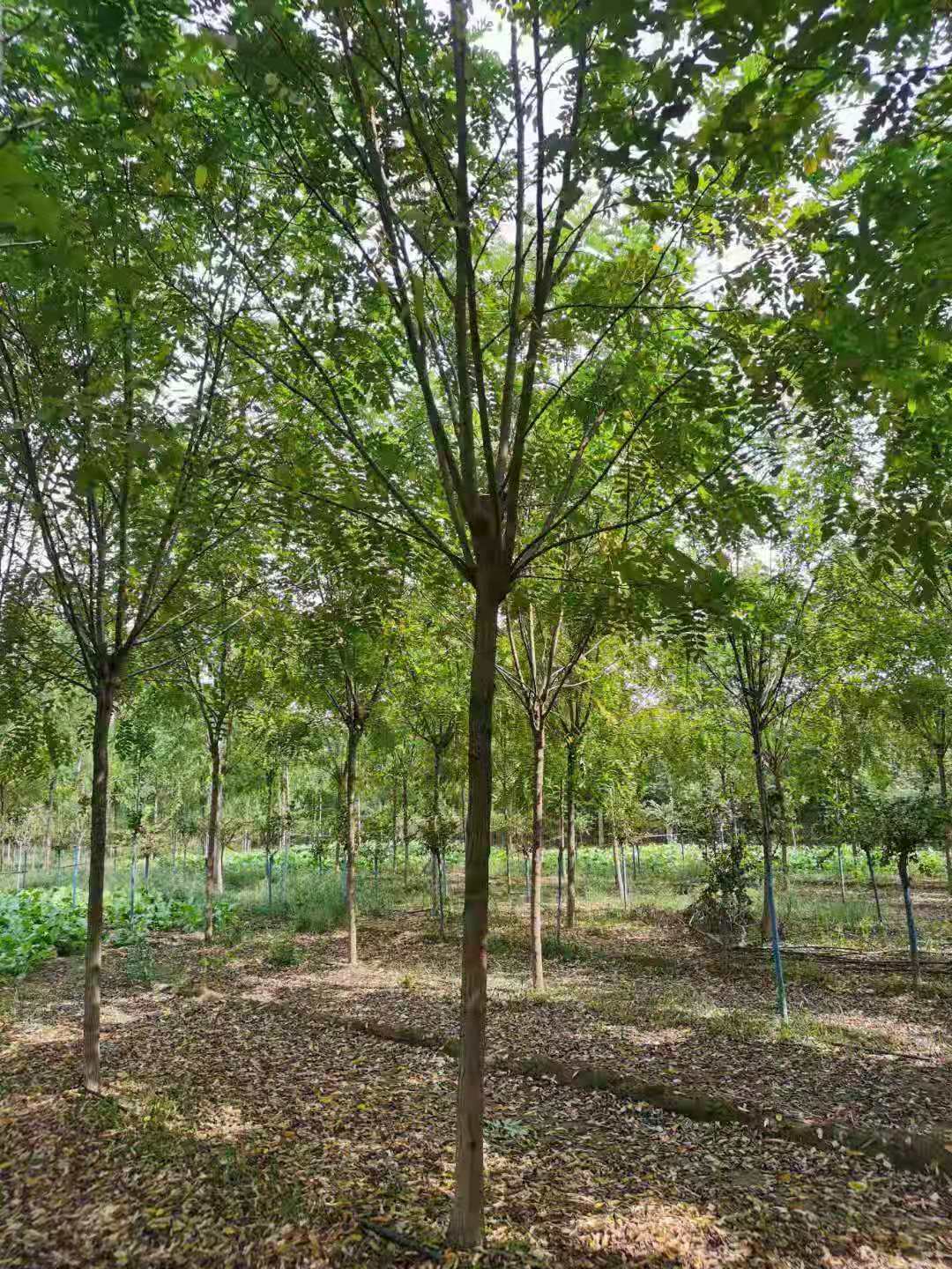 泗水香花槐繁殖基地