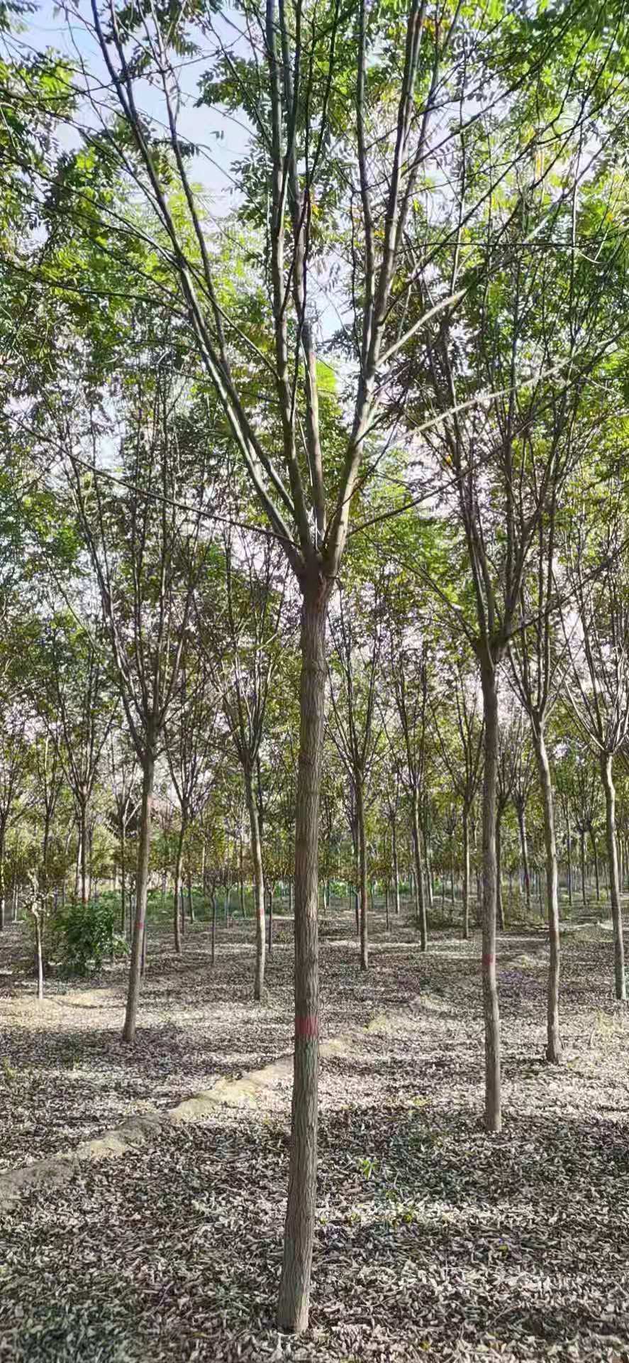 河北石家庄裕华区香花槐种植基地