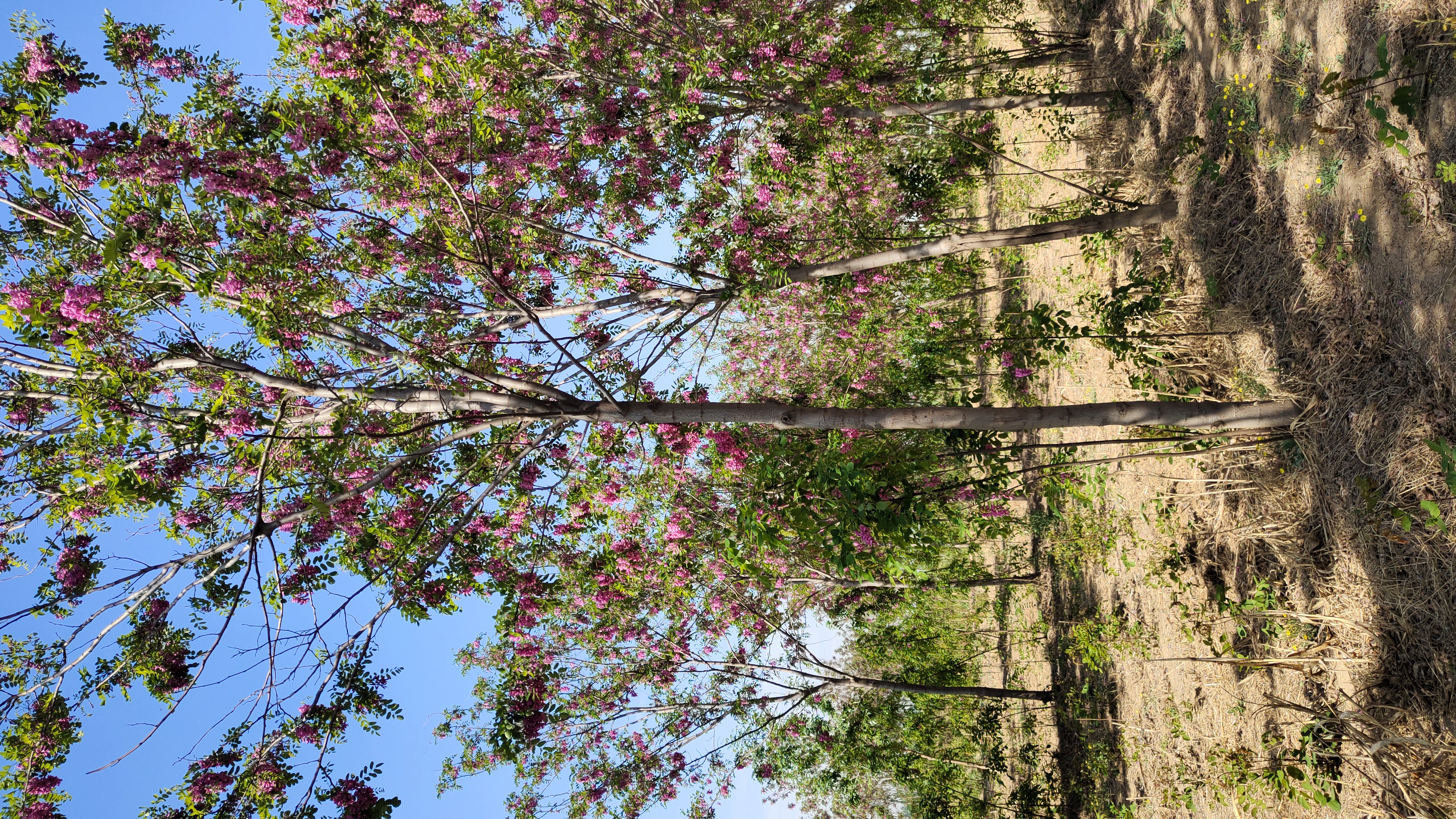 河北保定南市区香花槐培育基地