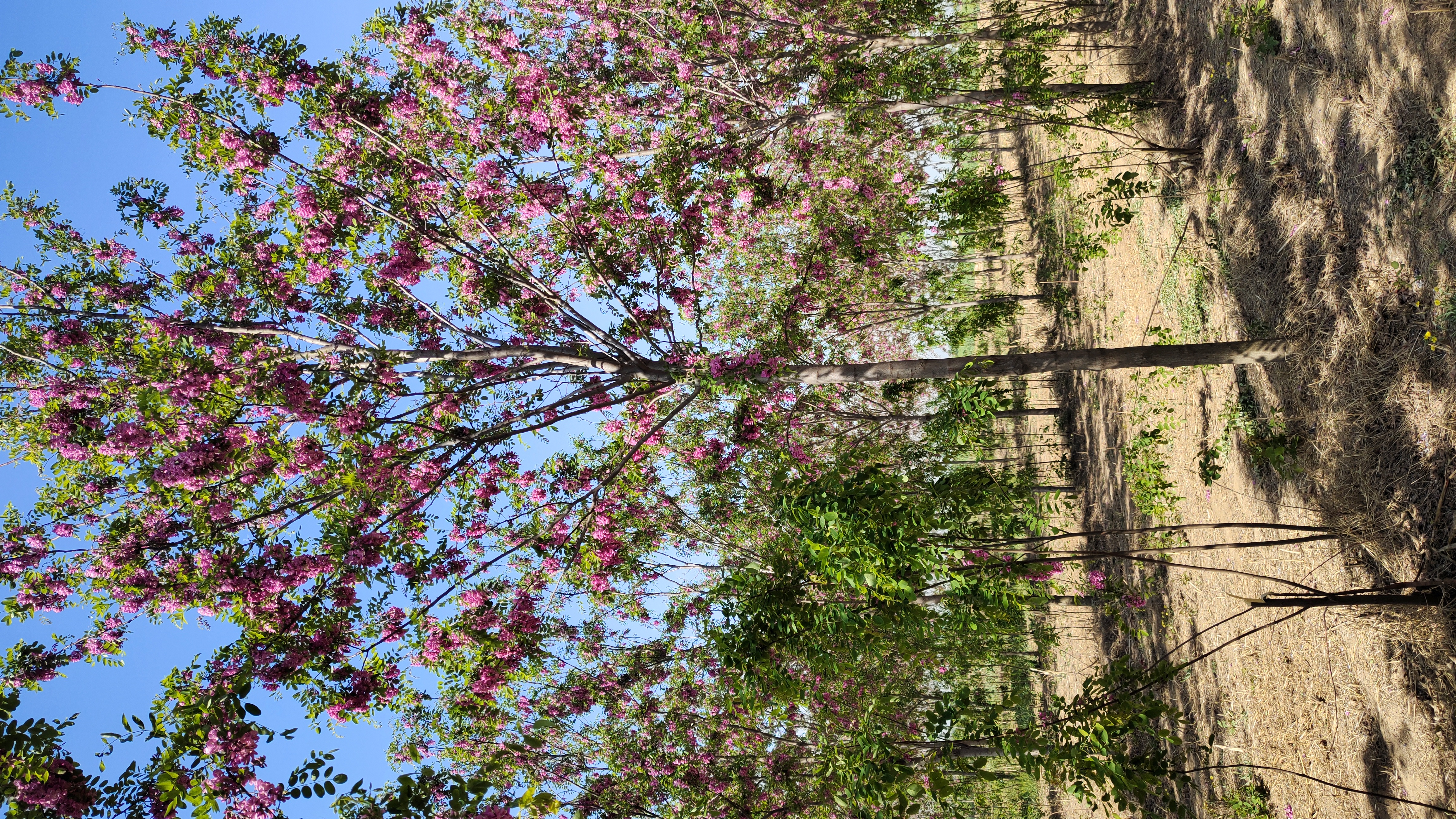 任城区香花槐育苗基地