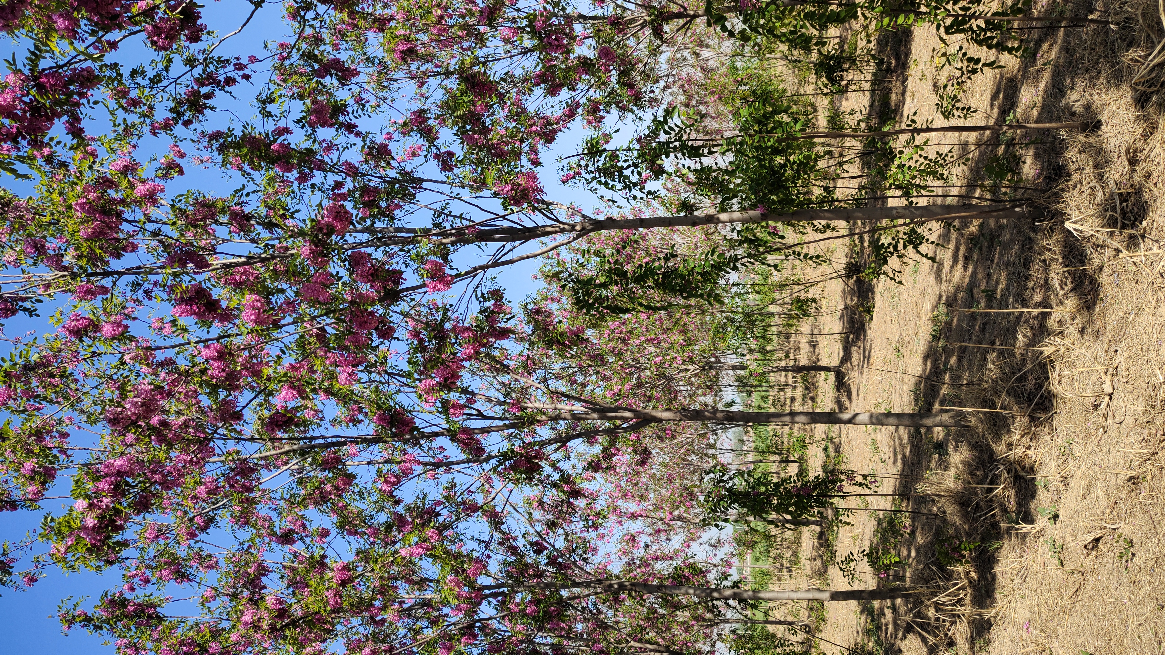 河北魏县香花槐生产基地