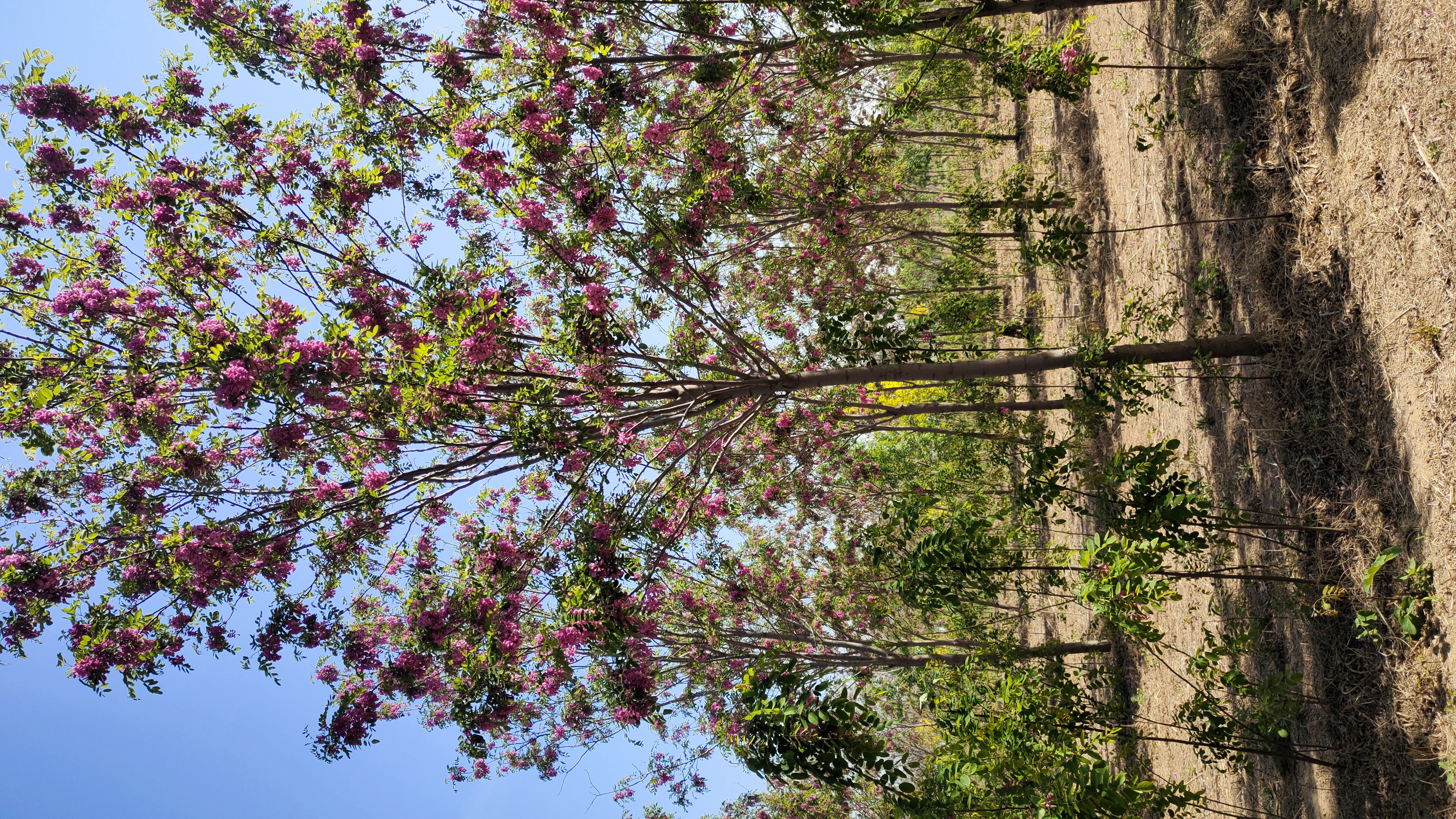 河北石家庄平山香花槐苗圃基地