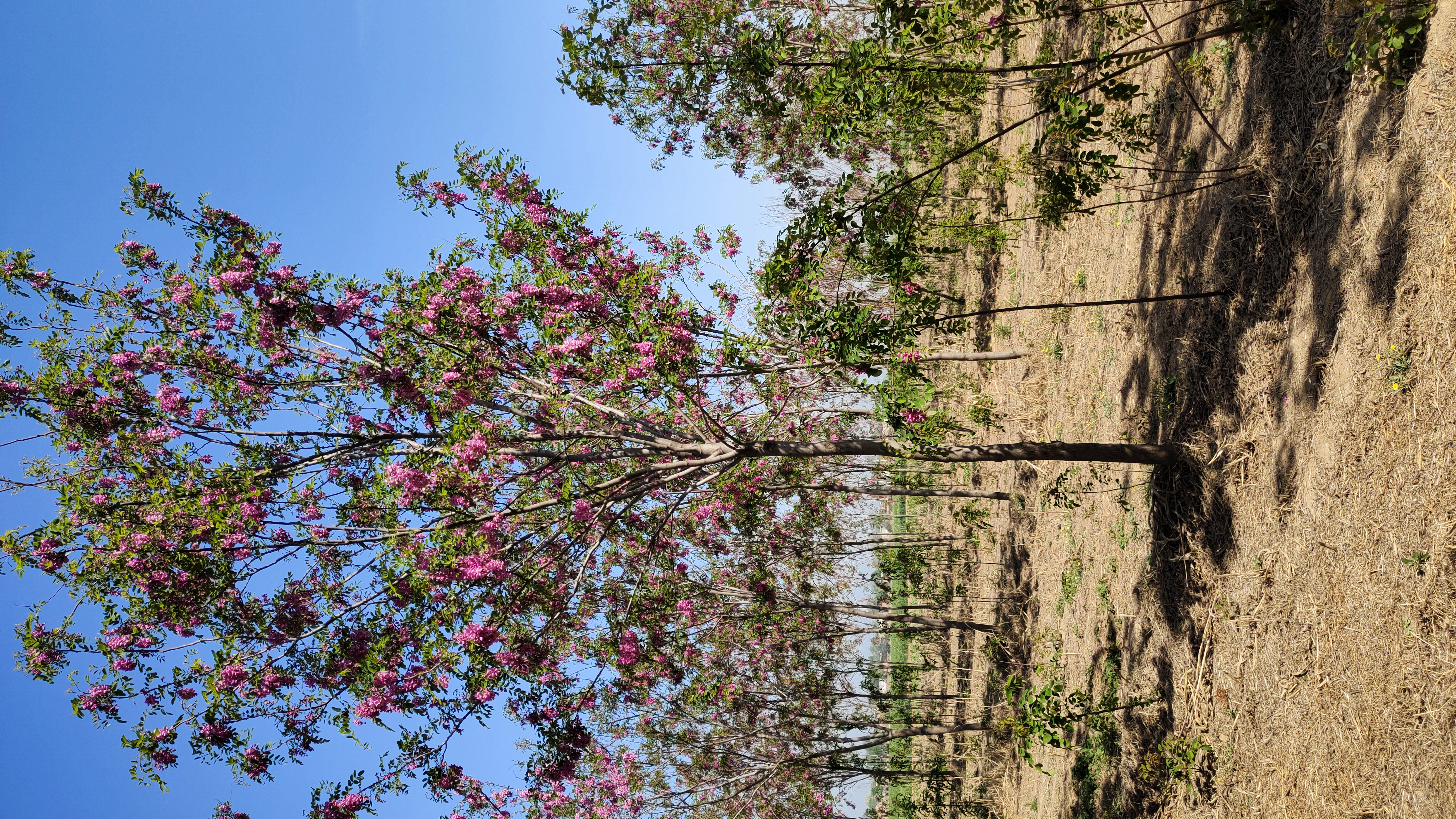 山东海阳香花槐苗圃基地