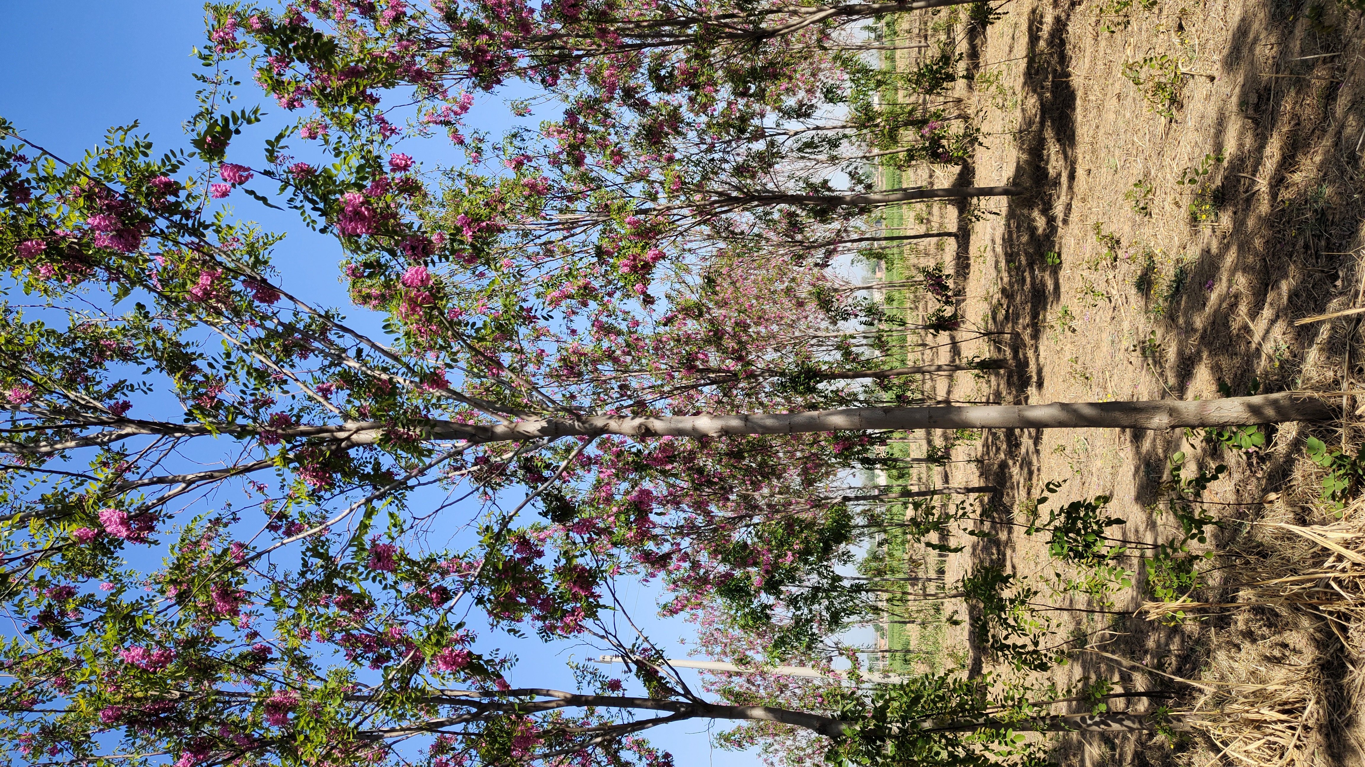 山东济宁曲阜香花槐种植基地