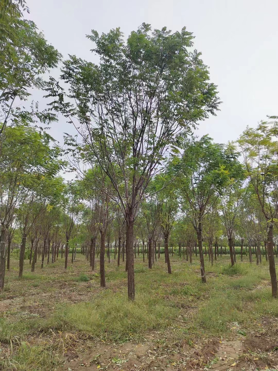 无棣香花槐种苗基地