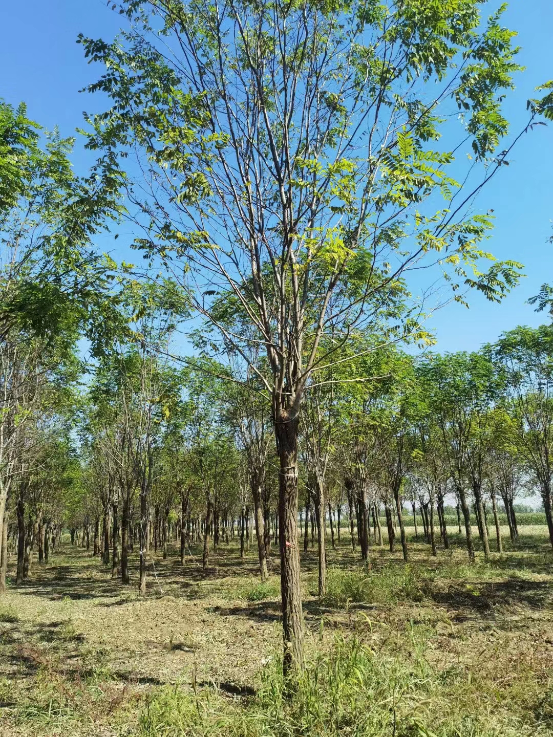 河北广平香花槐繁殖基地