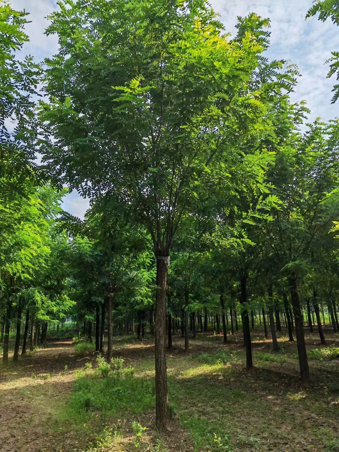 河北海兴香花槐苗圃基地