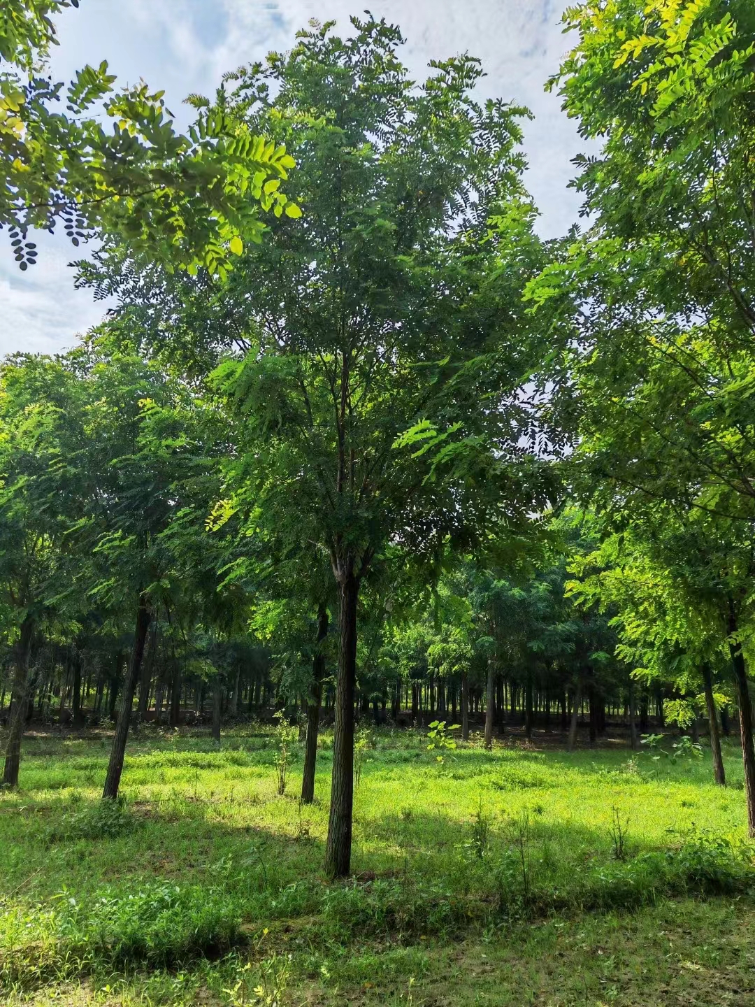 河北安国香花槐种植基地