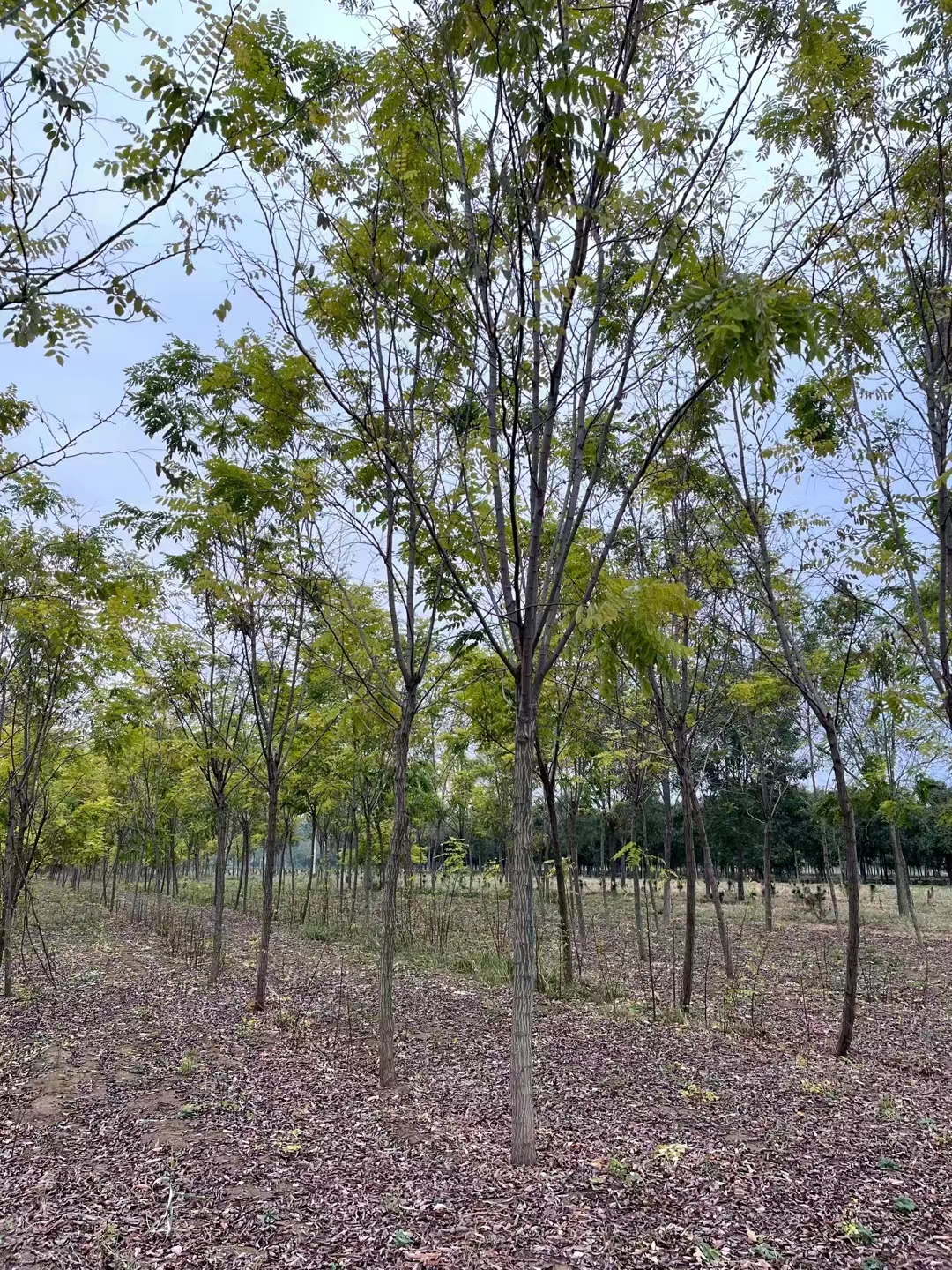 河北安国香花槐种植基地