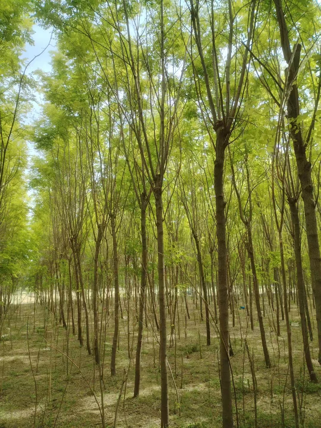 山东薛城区香花槐育苗基地