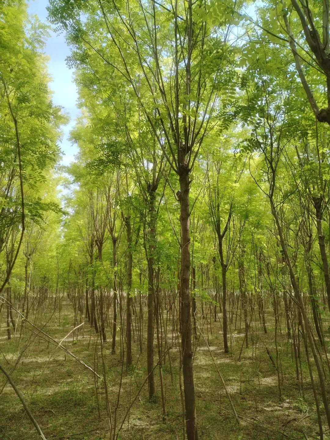 河北唐山滦县香花槐批发基地