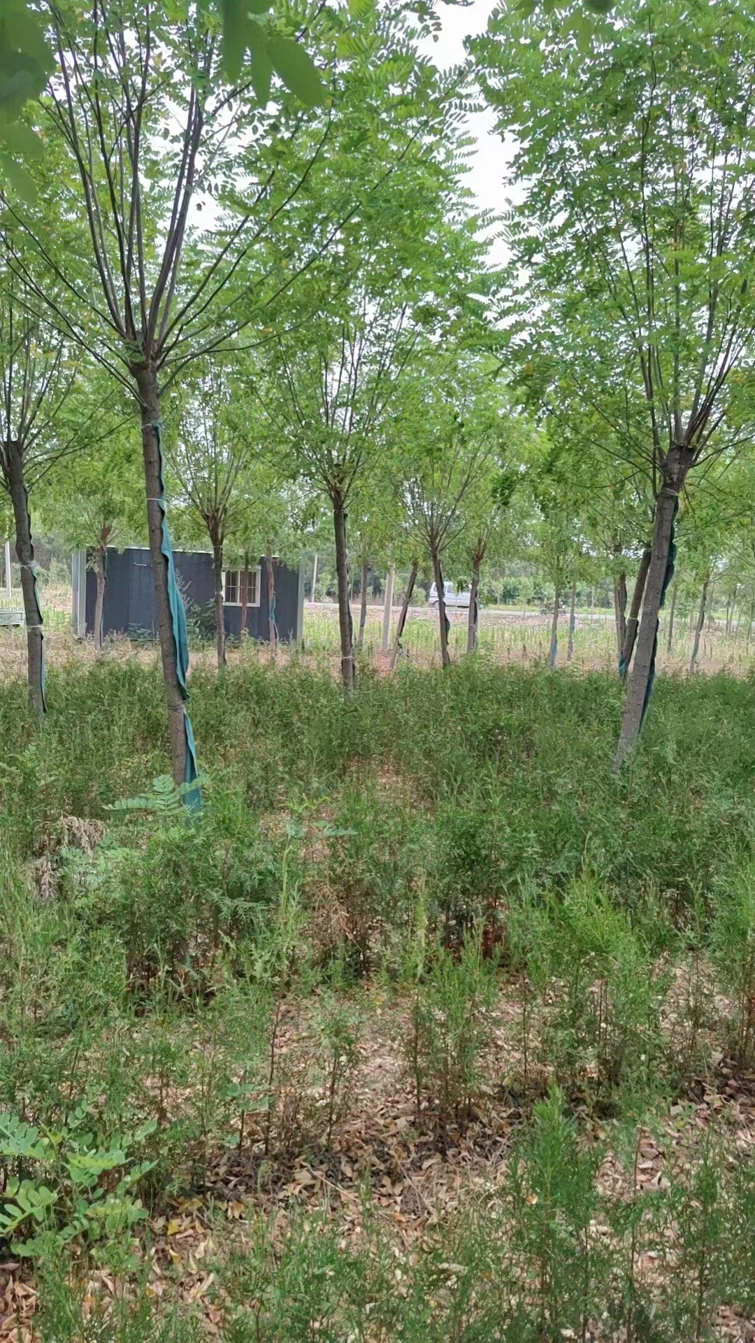 济阳香花槐培育基地