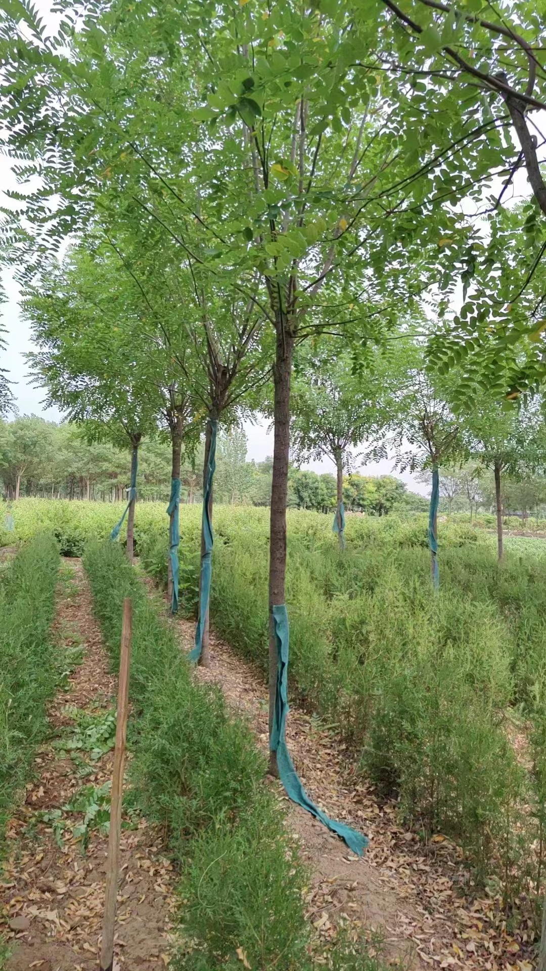 无棣香花槐种苗基地