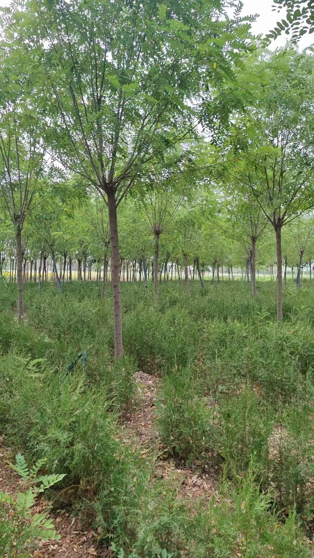 河北宁晋香花槐种植基地