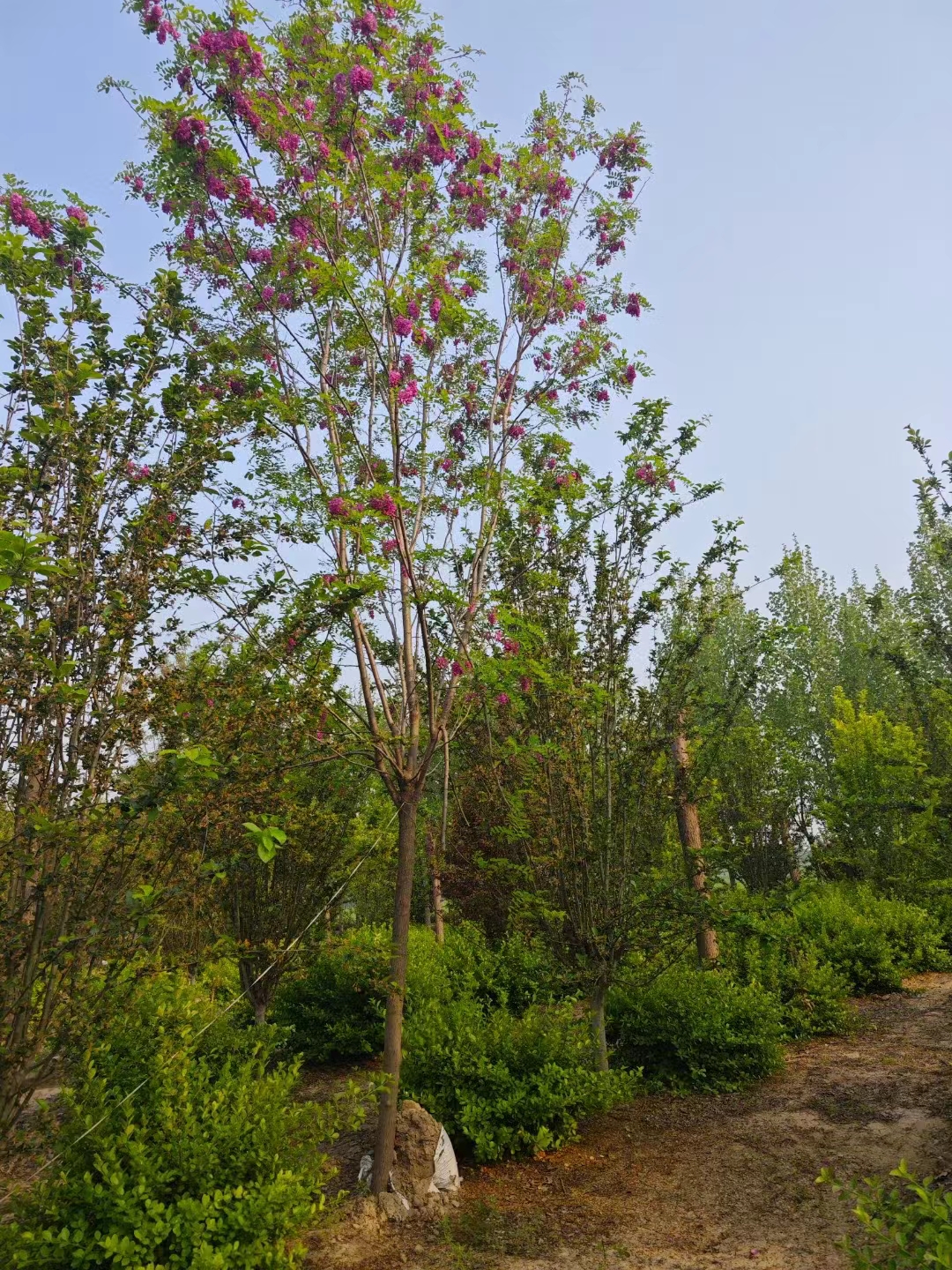 河北沧州南皮香花槐育苗基地