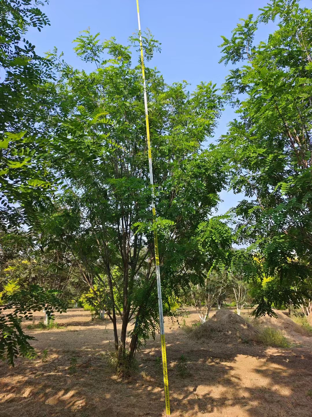 山东聊城东阿香花槐种苗基地