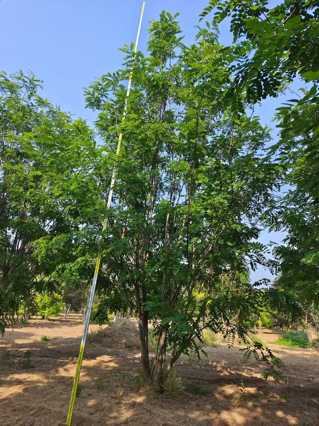 山东烟台福山区香花槐产地