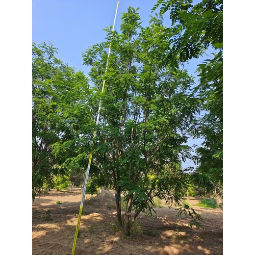 河北沧州运河区香花槐基地