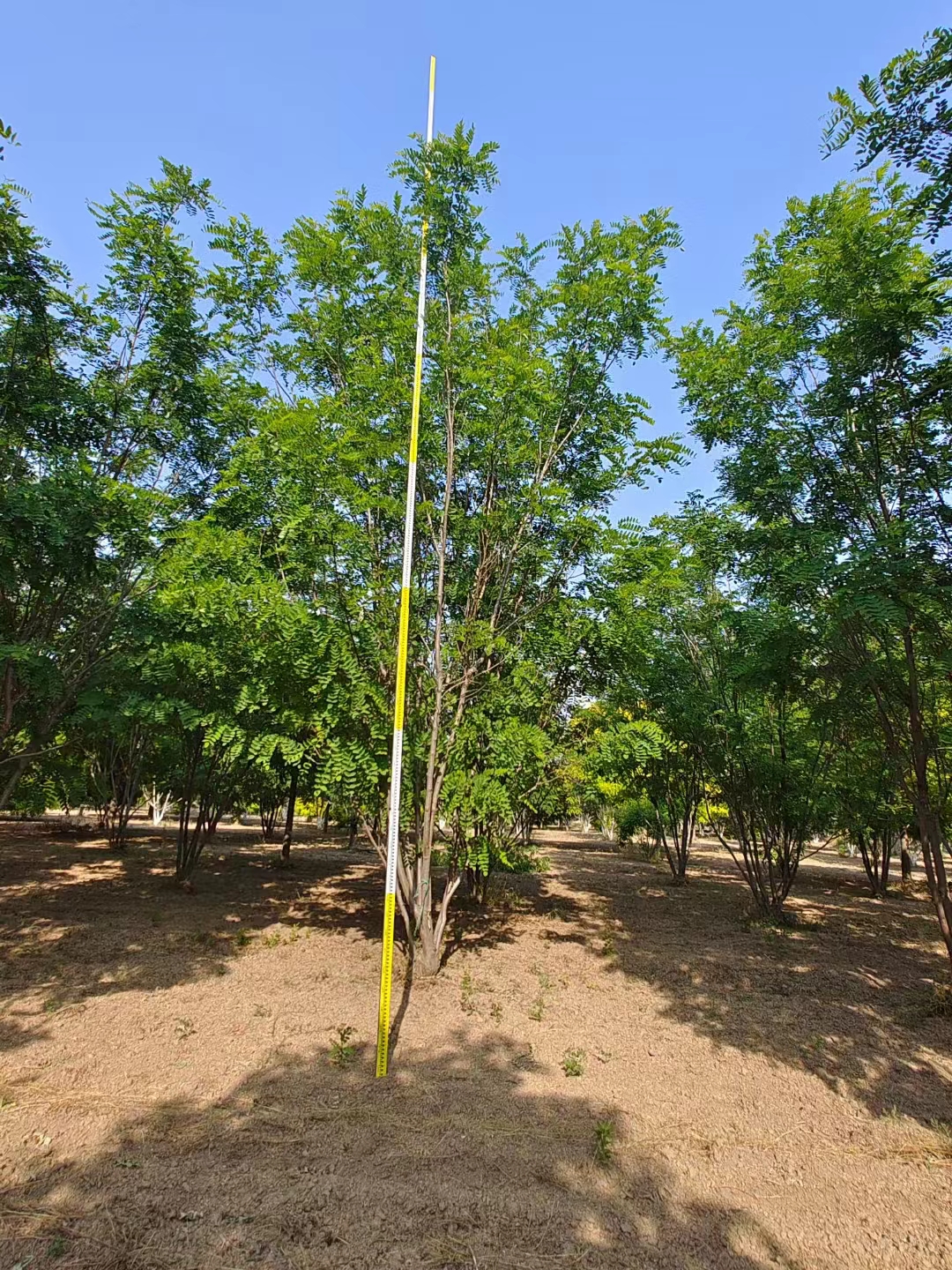 河北石家庄平山香花槐苗圃基地