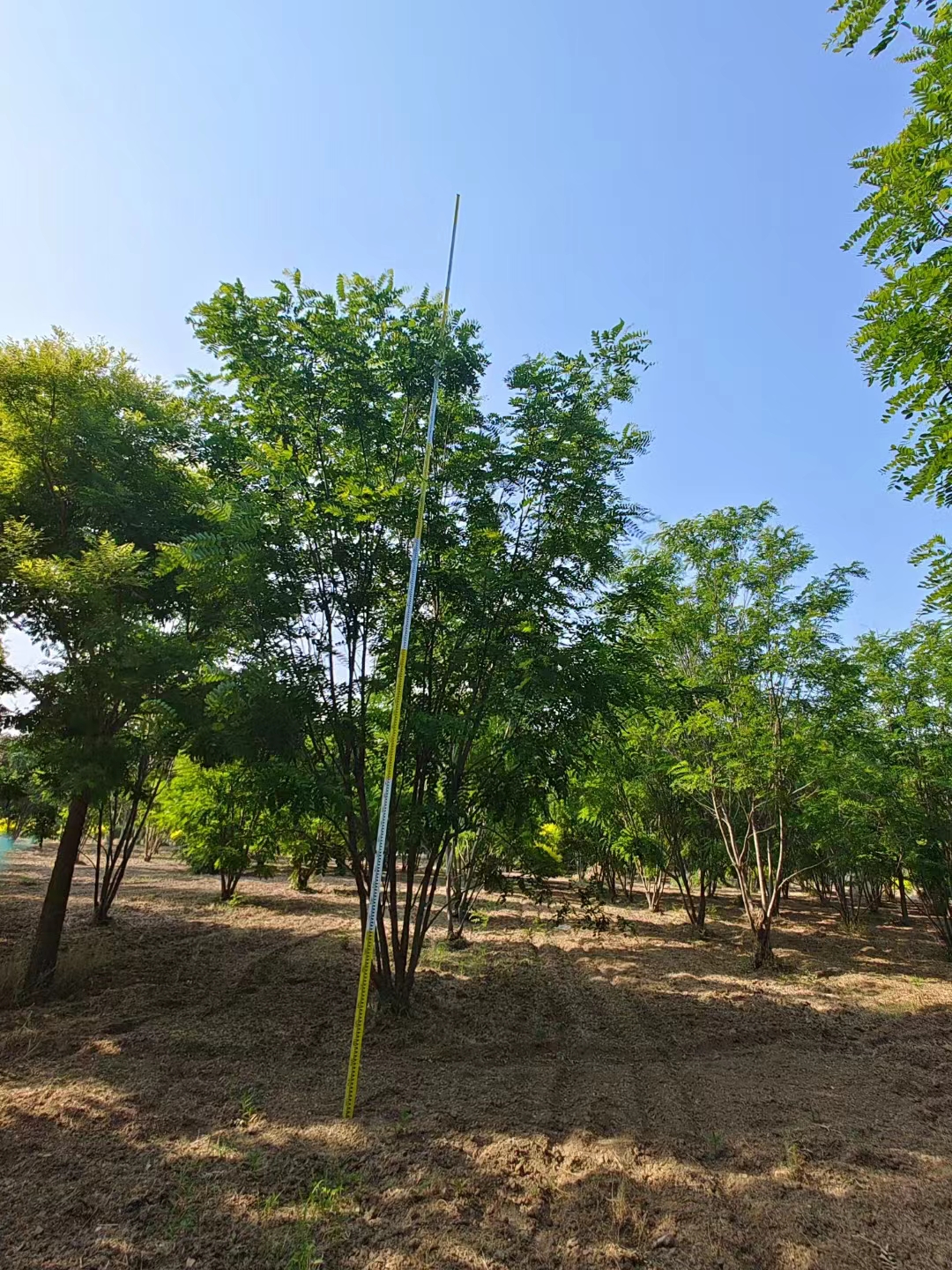 河北围场香花槐批发基地