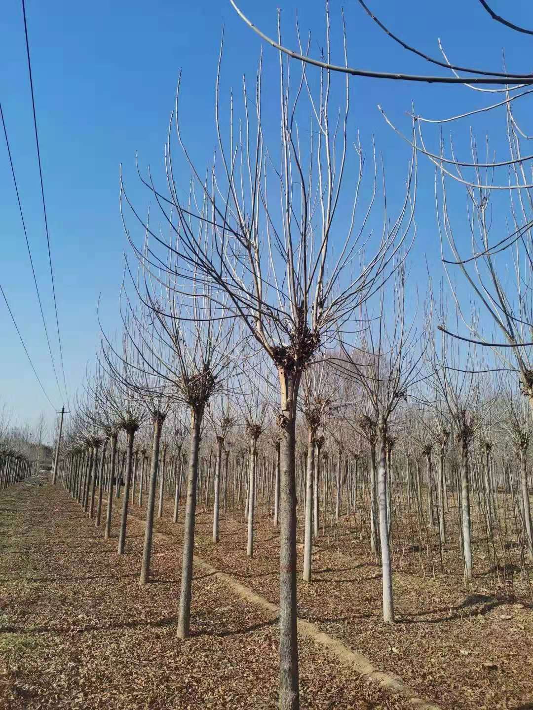 山东潍坊寿光秋紫白蜡生产基地