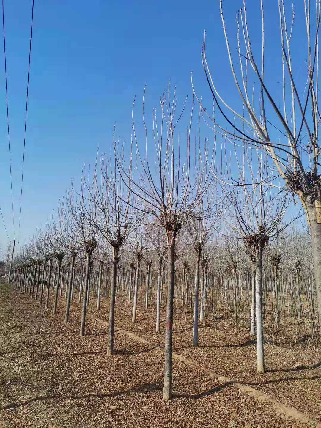 山东潍坊寿光秋紫白蜡生产基地