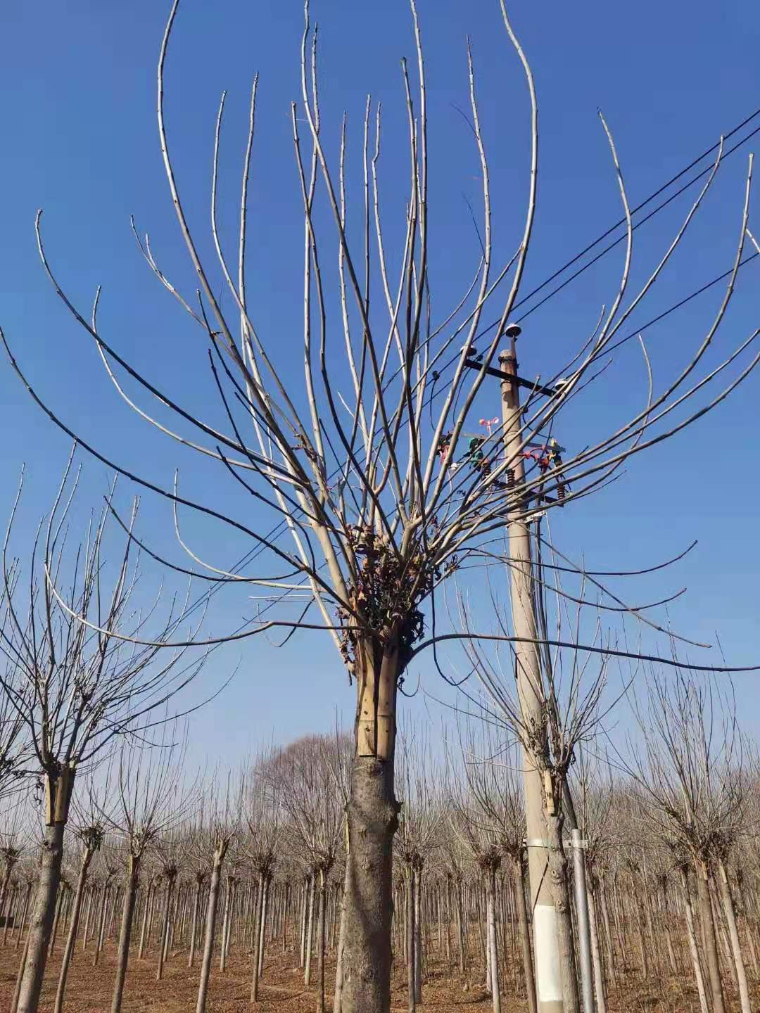 山东青岛李沧区秋紫白蜡树基地批发