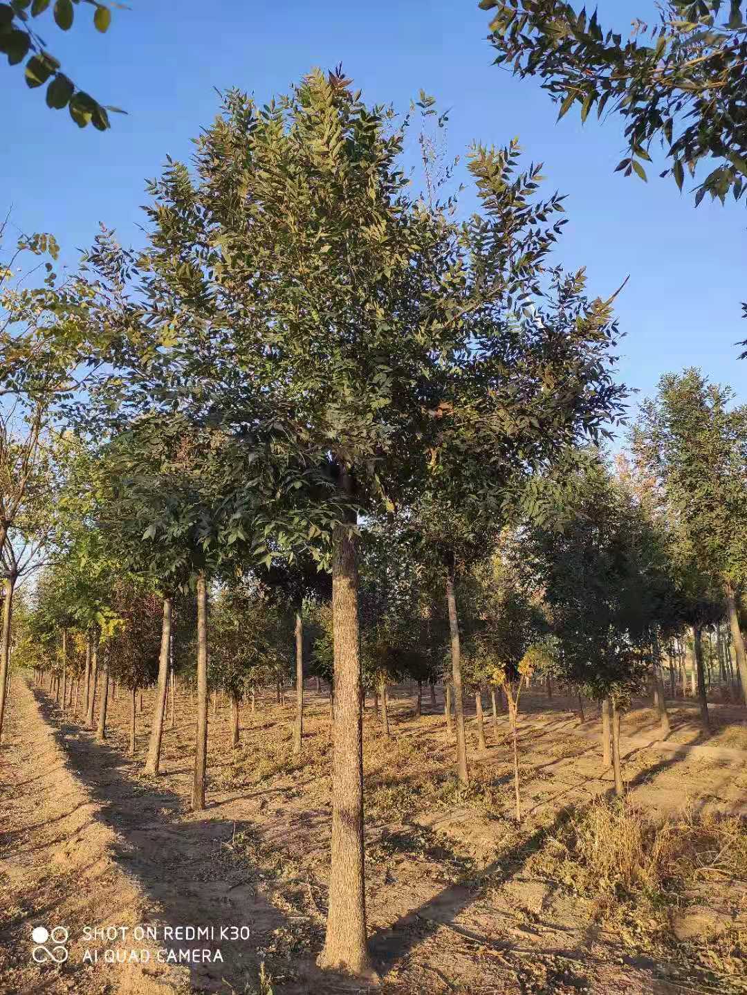 山东潍坊高密秋紫白蜡苗圃基地