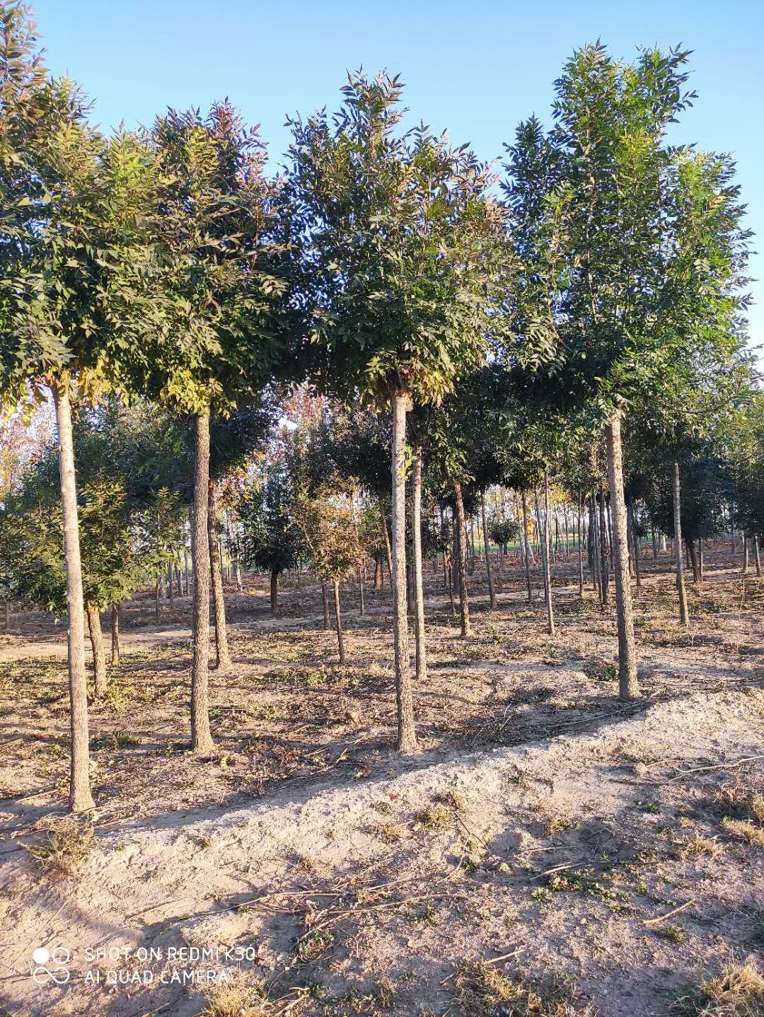 山东广饶秋紫白蜡种植基地