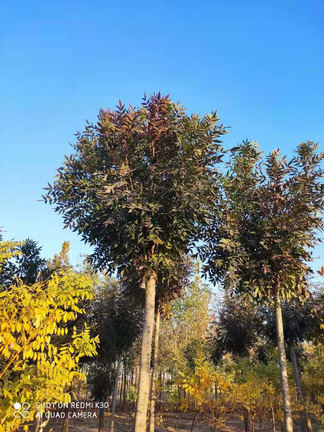 山东济南章丘秋紫白蜡育苗基地