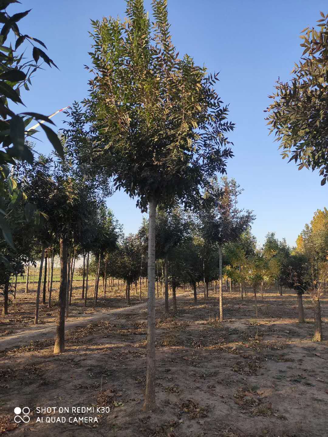 山东广饶秋紫白蜡种植基地