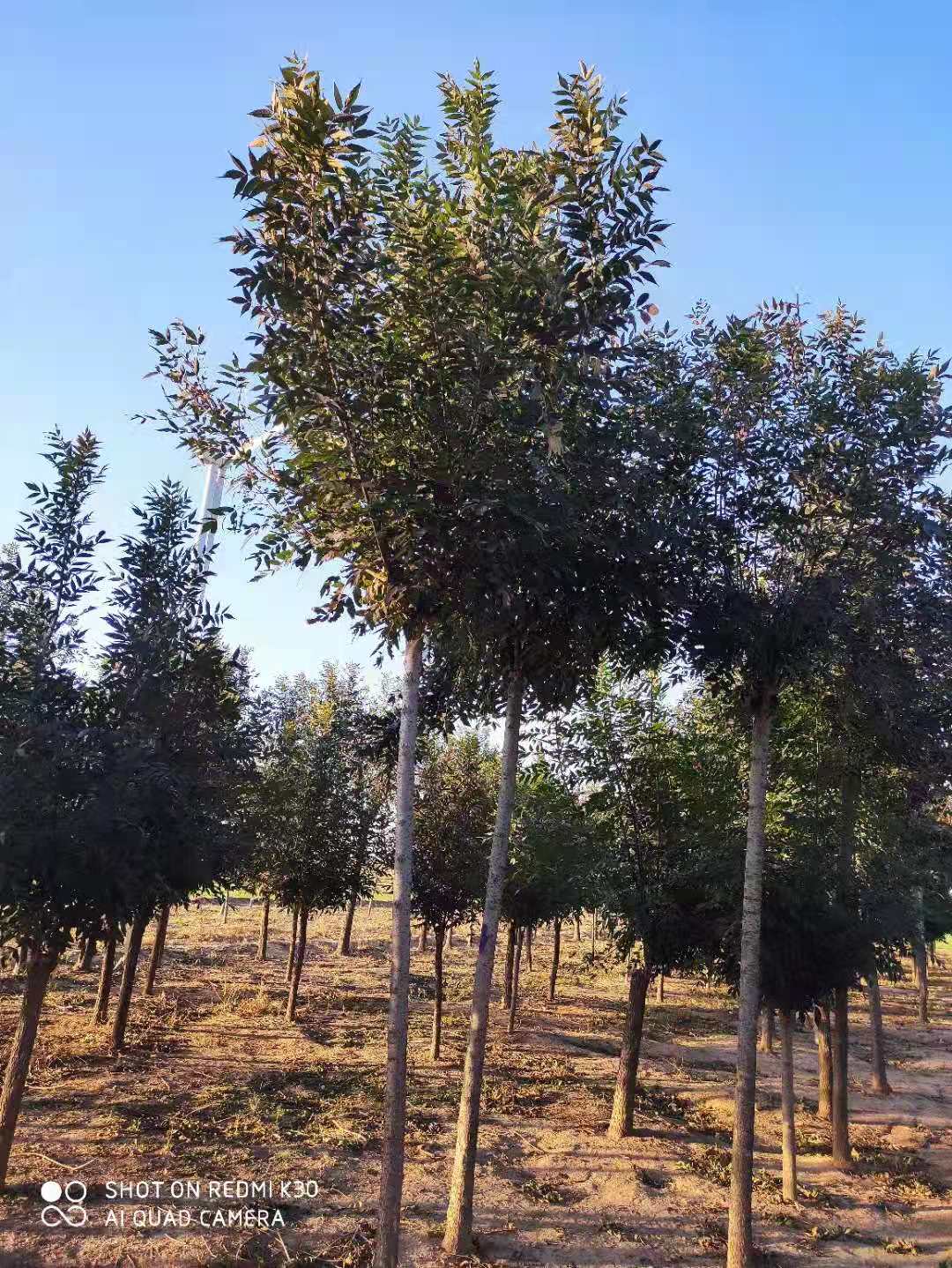 山东聊城茌平秋紫白蜡培育基地