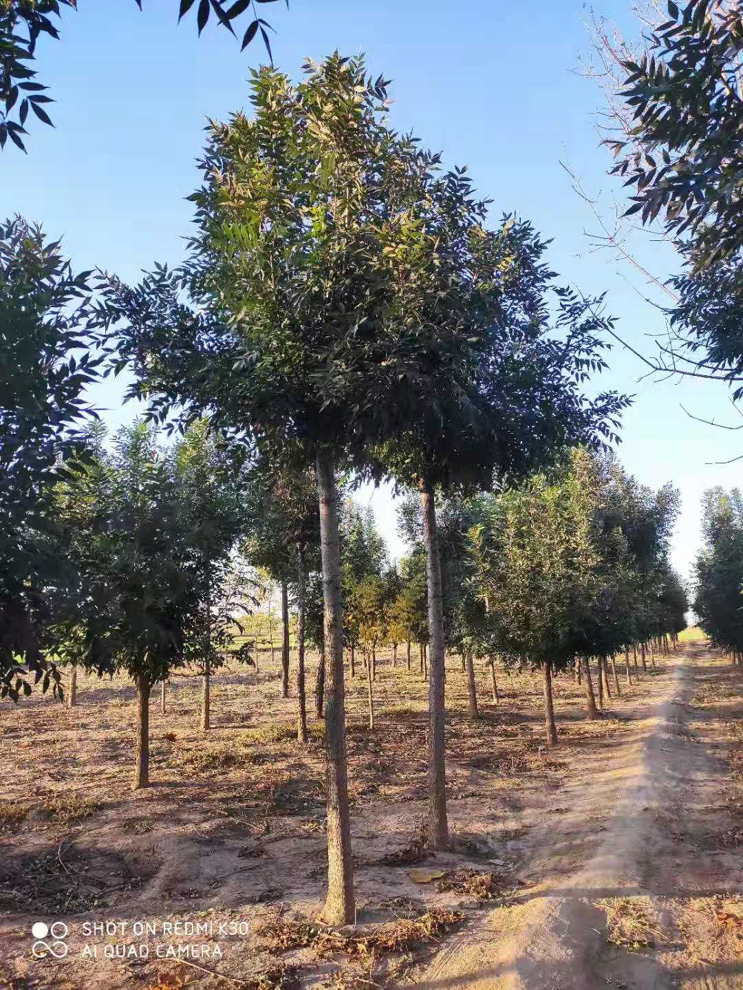 山东淄博周村区秋紫白蜡育苗基地