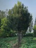 山东嘉祥秋紫白蜡树基地批发